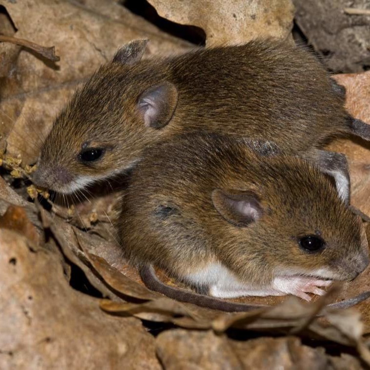 Уничтожения мышей в частном доме в Каспийске?