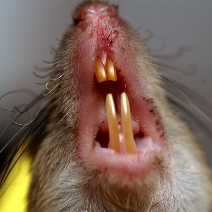 Дератизация крыс в Каспийске?